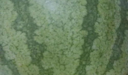 尉氏吃瓜最新事件爆料,揭秘背后惊人真相